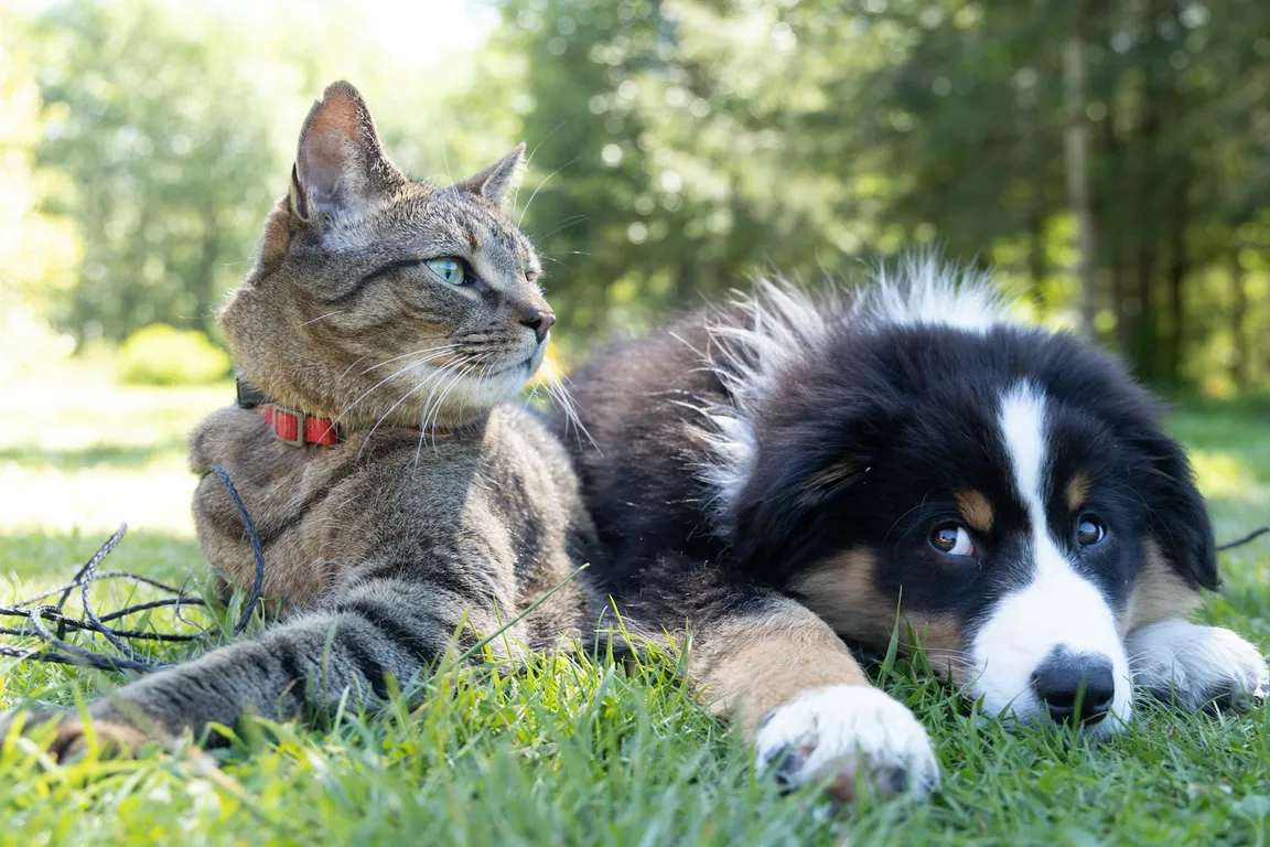 Eine Katze und ein Welpe liegen nebeneinander im Gras